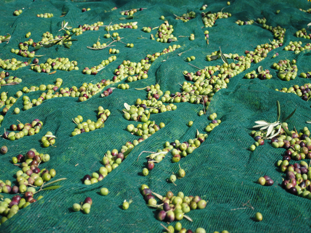 PLATINUM - Vedema Net - Crete Olives